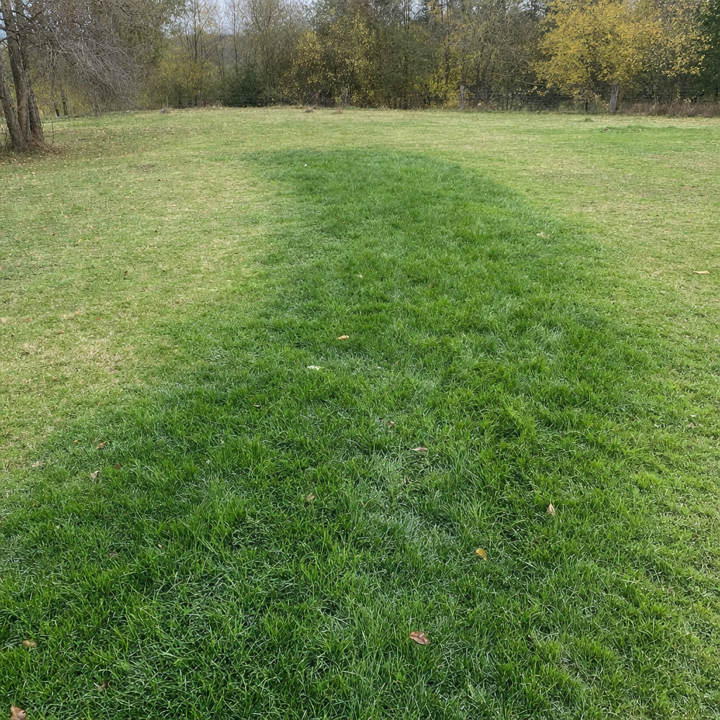 A soggy, unusually green patch of lawn over the drain field of a Upper Darby home, a sign the septic tank needs pumping